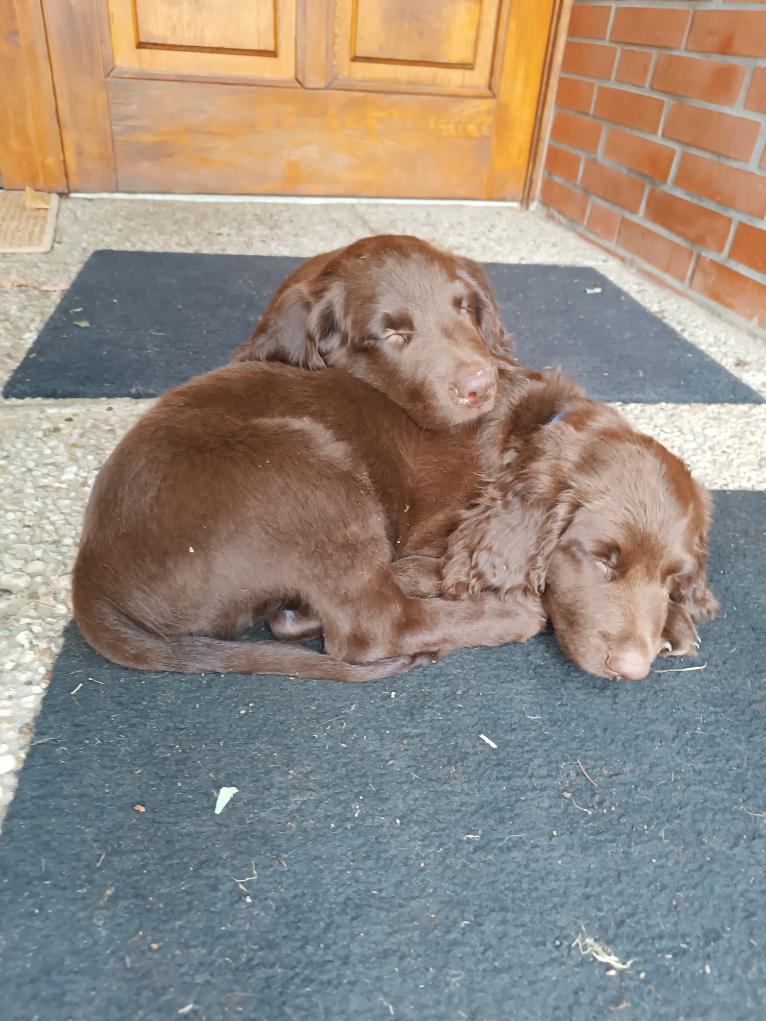 Cesar und Casper vom Ossenboy_IMG-20260718-WA0037